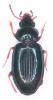 Tachyura sexstriata